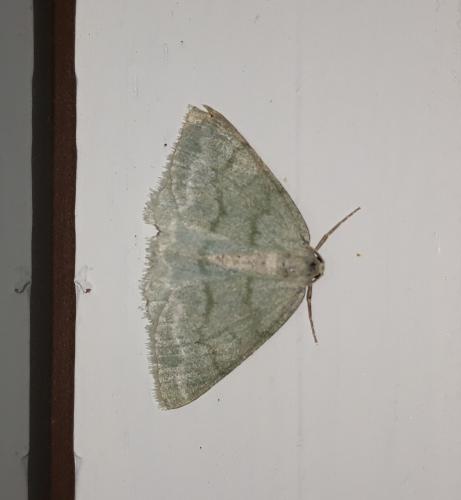 Pseudoterpna pruinata